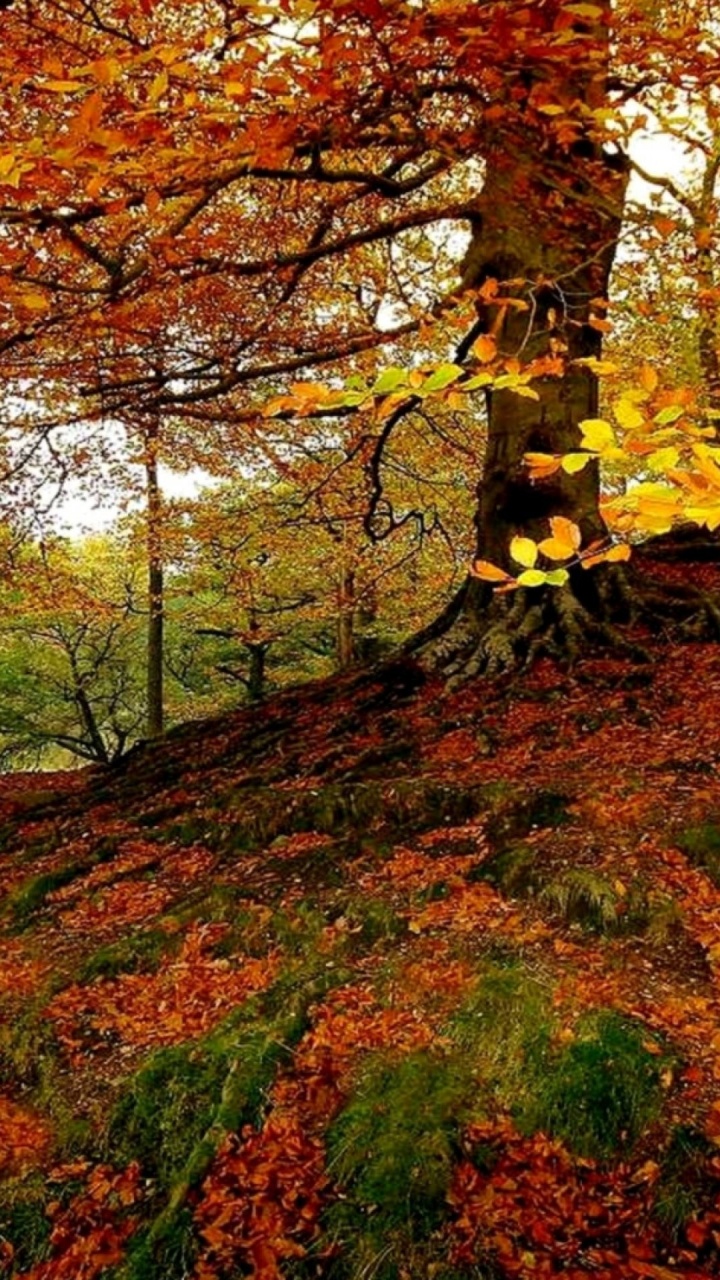 Brown and Green Trees During Daytime. Wallpaper in 720x1280 Resolution