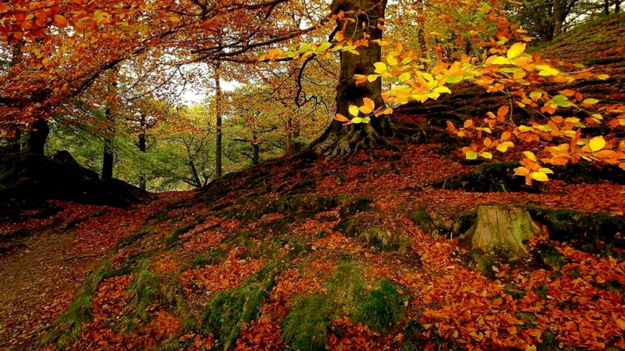 Tagsüber Braune Und Grüne Bäume. Wallpaper in 1280x720 Resolution