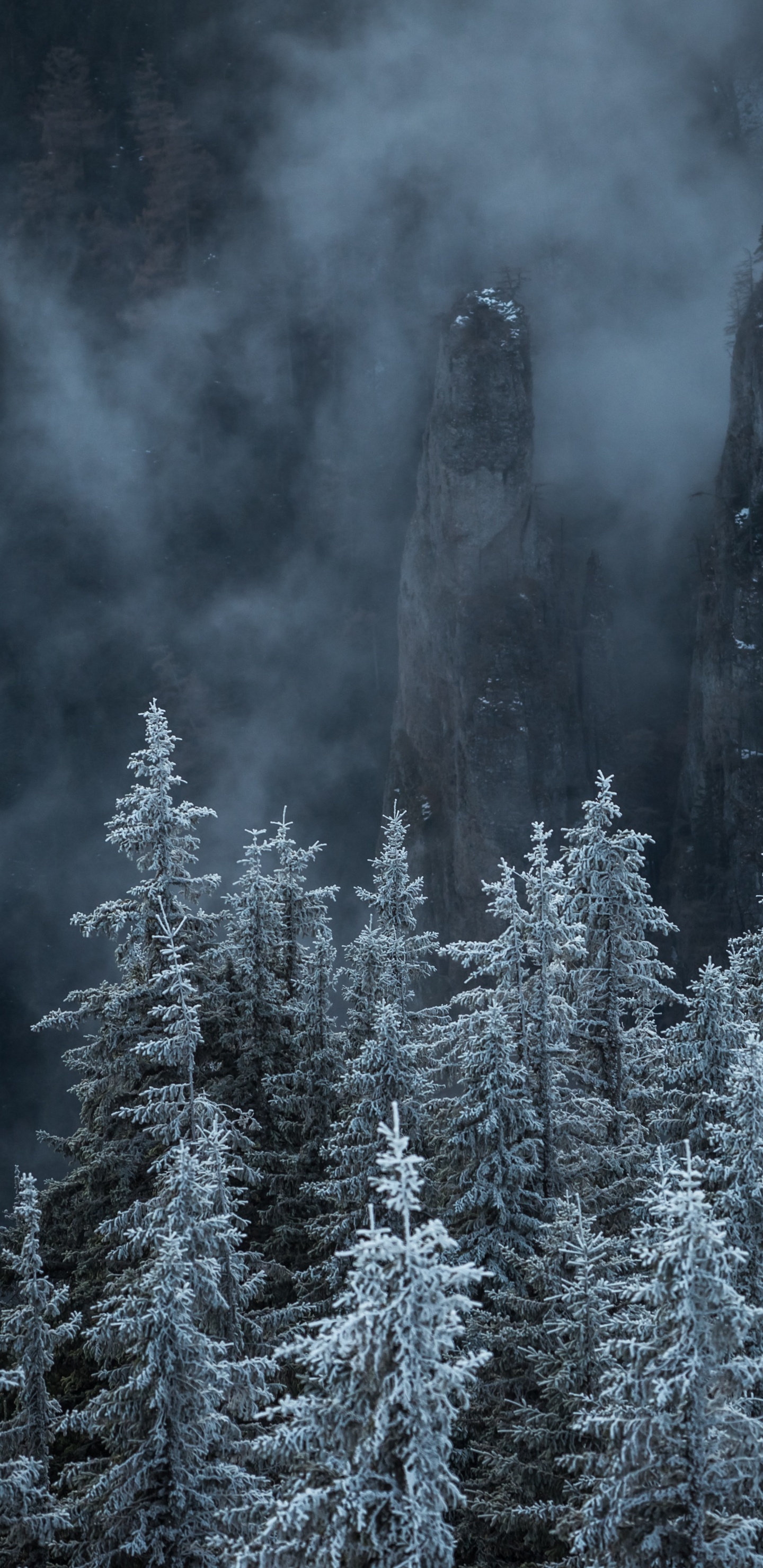Montaña, Naturaleza, Bioma, Abetos Del Bosque de Abetos, Invierno. Wallpaper in 1440x2960 Resolution