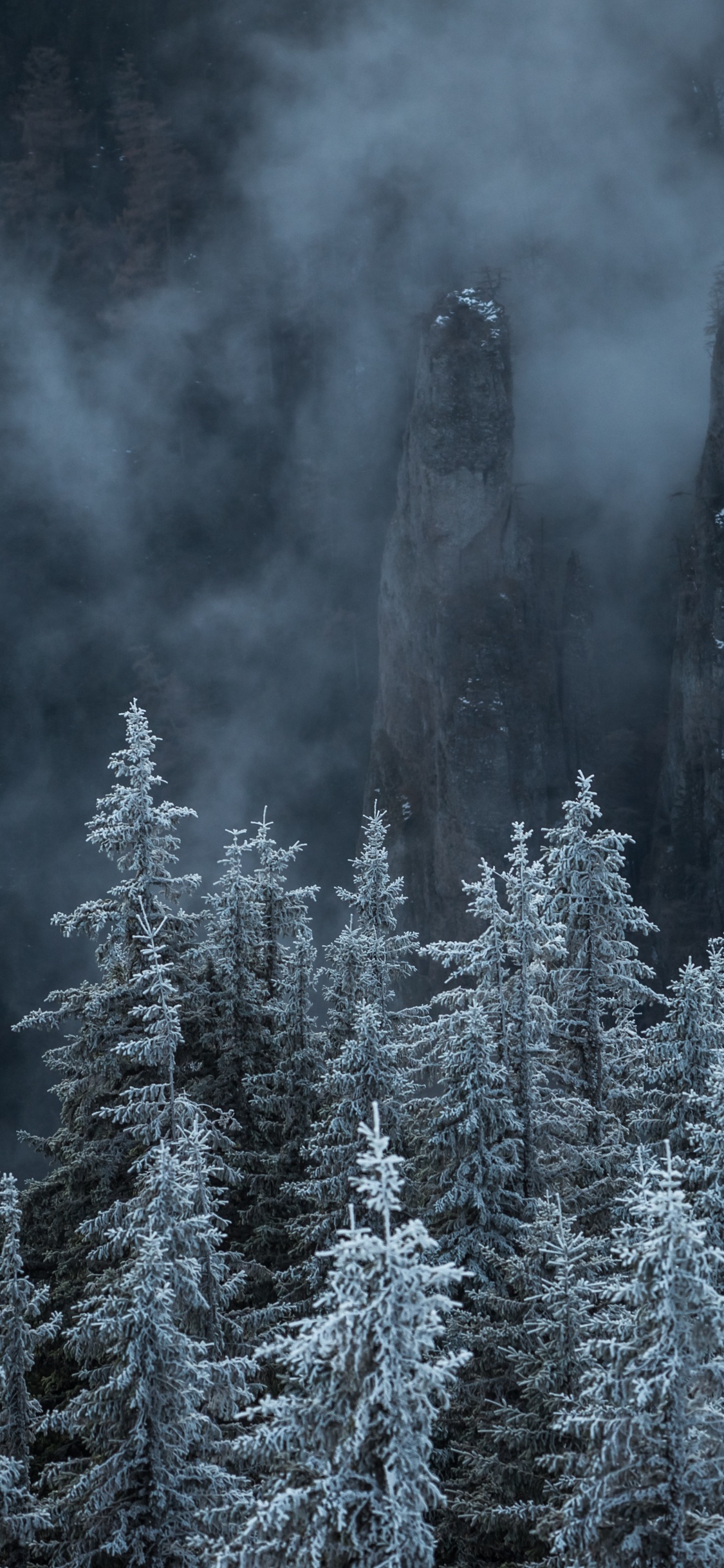 Mountain, Nature, Biome, Fir, Spruce Fir Forest. Wallpaper in 1125x2436 Resolution