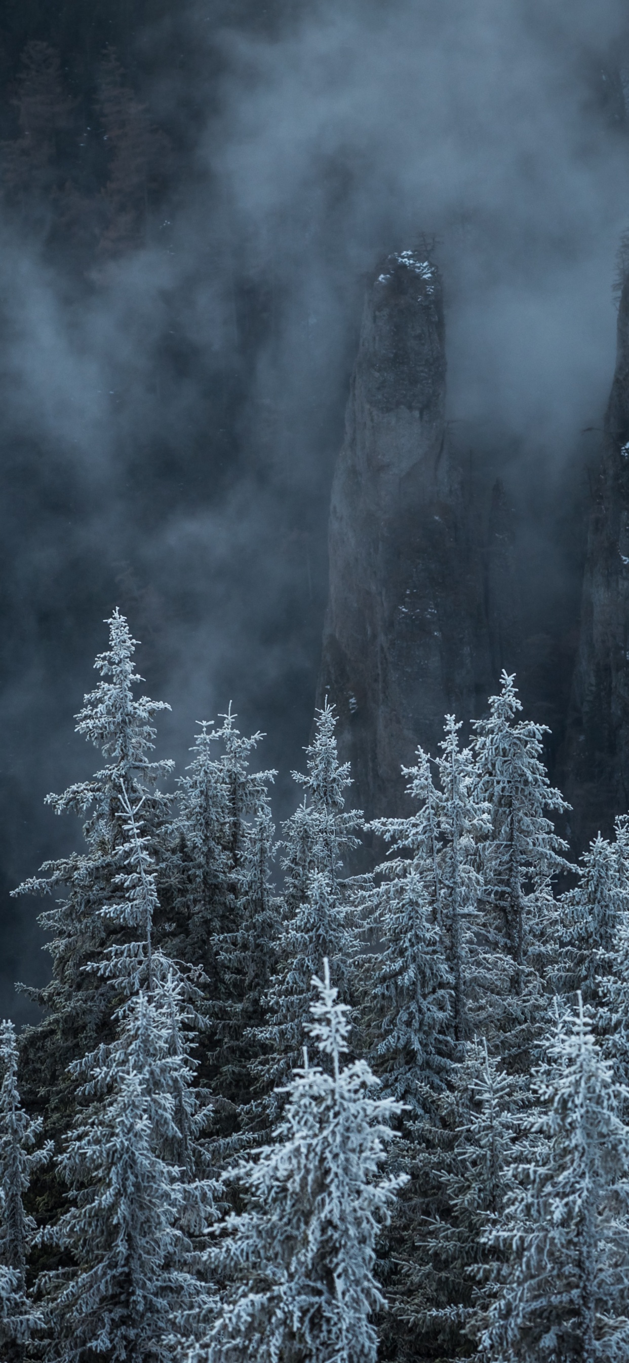Natur, Biome, Fir, Fichten-Tannen-Wald, Baum. Wallpaper in 1242x2688 Resolution