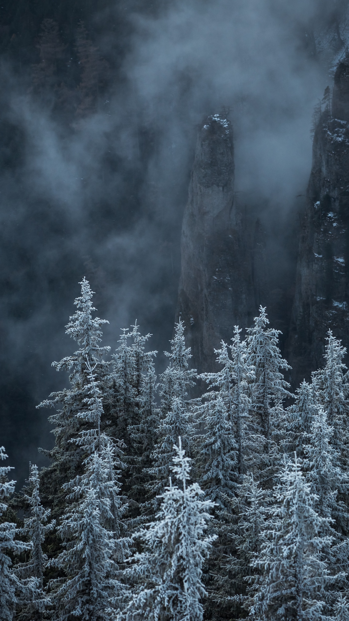 Natur, Biome, Fir, Fichten-Tannen-Wald, Baum. Wallpaper in 1440x2560 Resolution