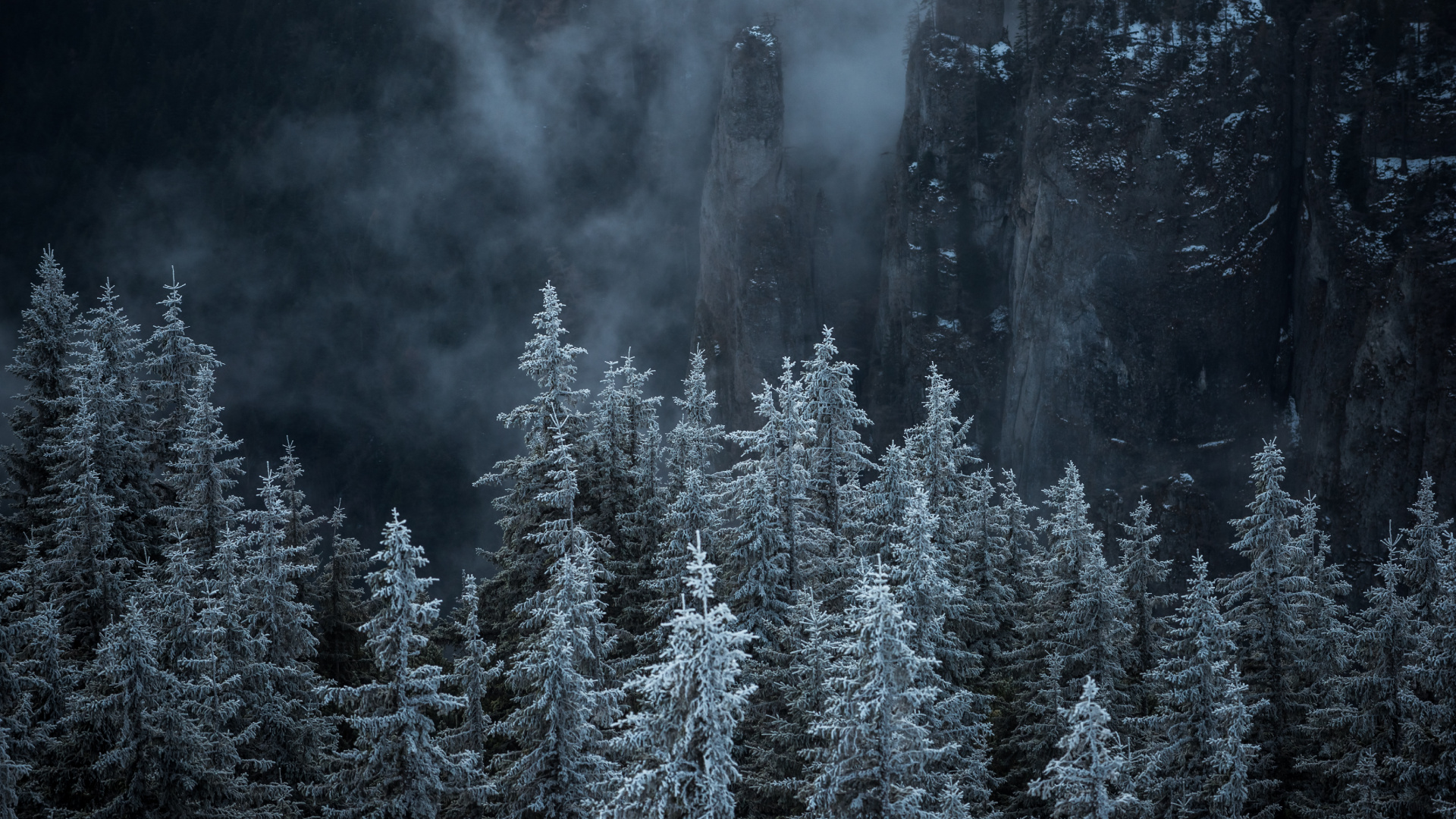 Natur, Biome, Fir, Fichten-Tannen-Wald, Baum. Wallpaper in 1920x1080 Resolution