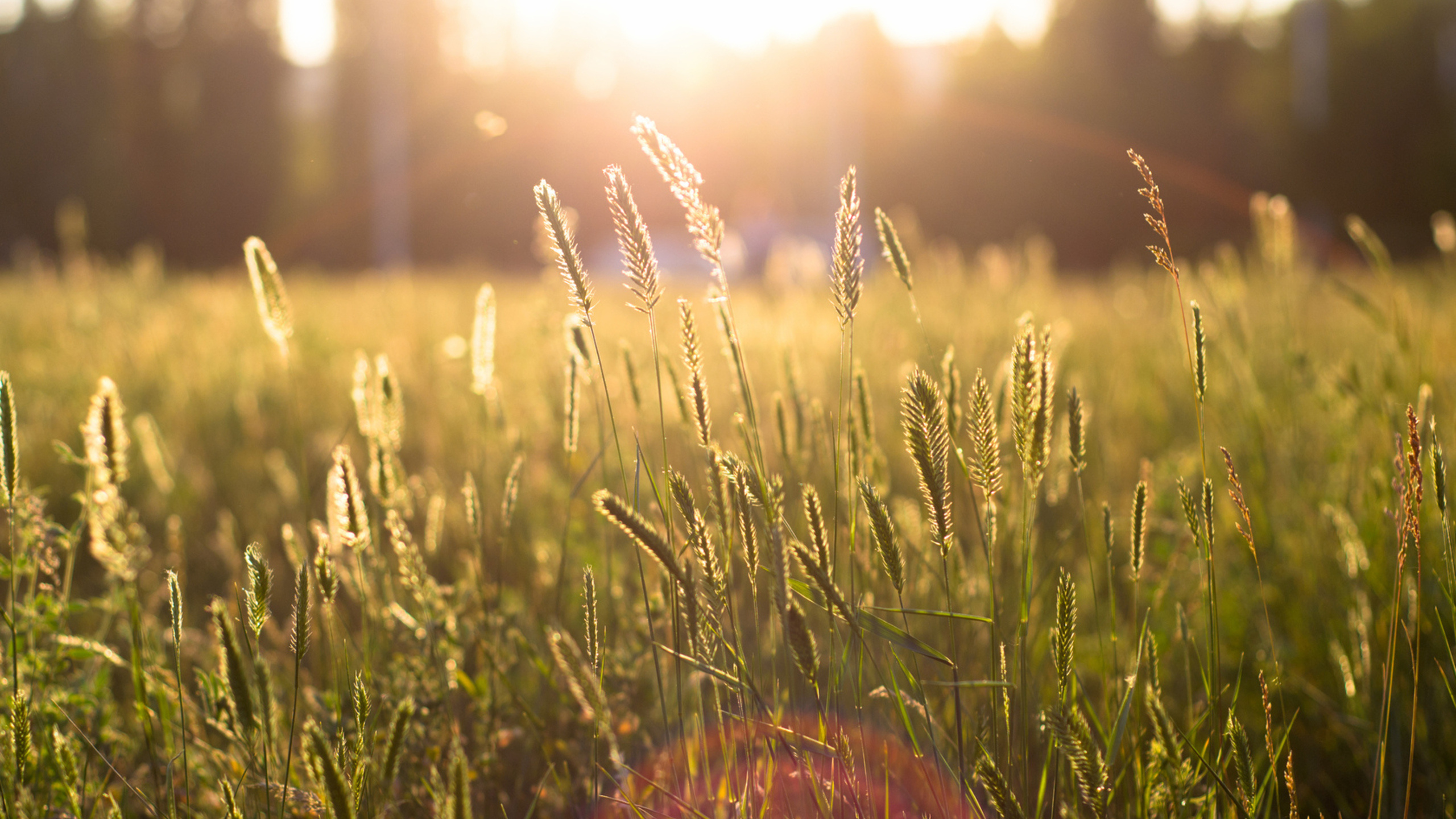 Green Grass Field During Sunset. Wallpaper in 2560x1440 Resolution