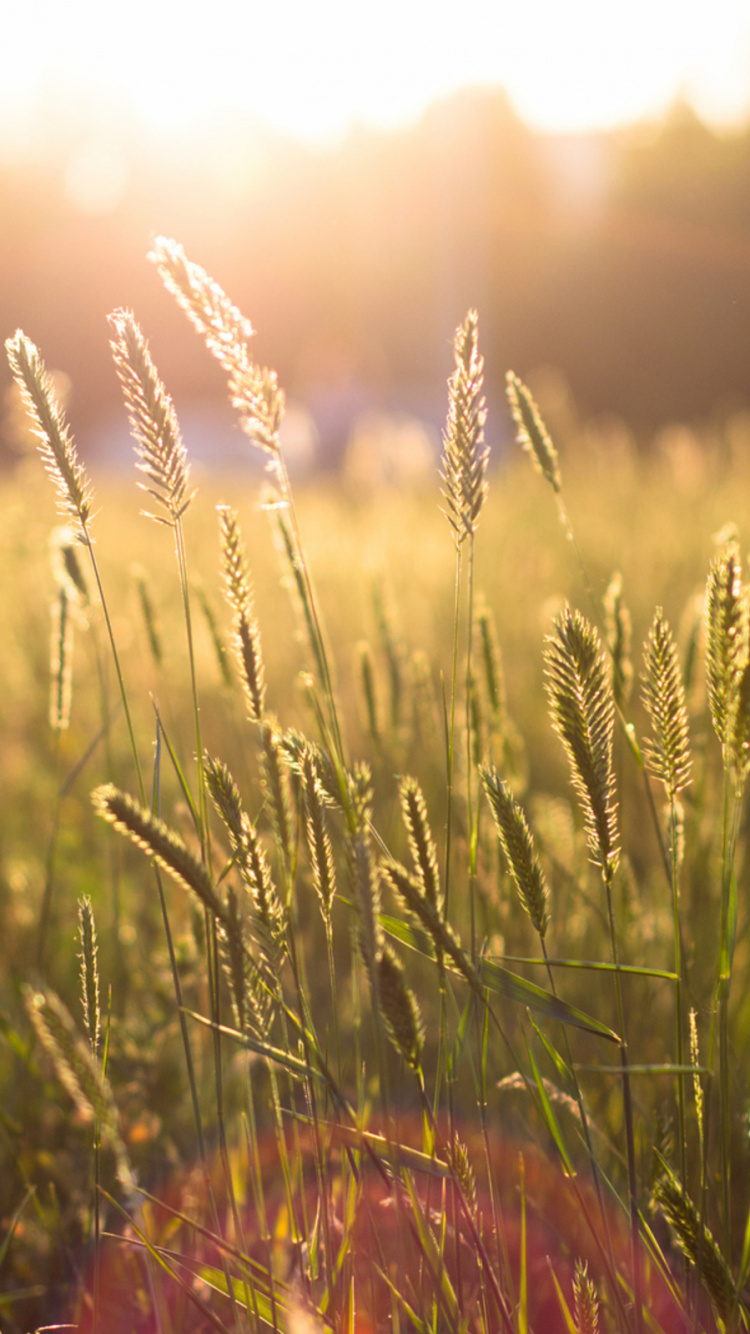 Green Grass Field During Sunset. Wallpaper in 750x1334 Resolution