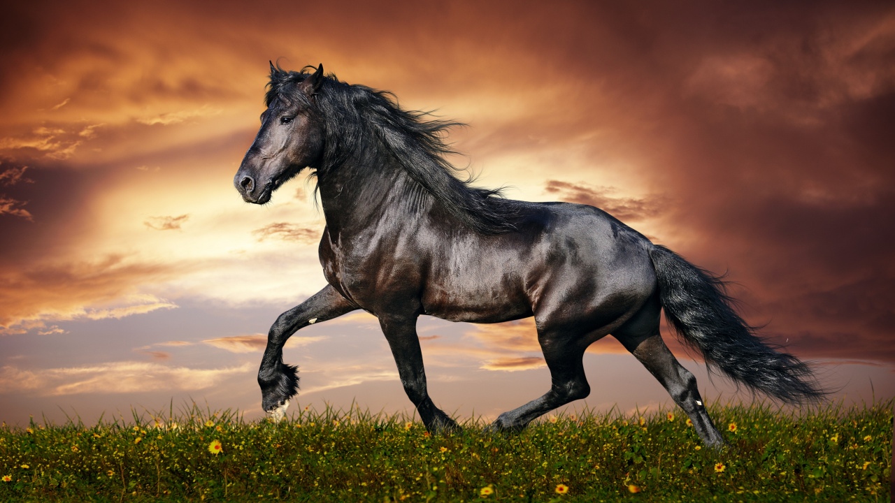 Black Horse on Green Grass During Daytime. Wallpaper in 1280x720 Resolution