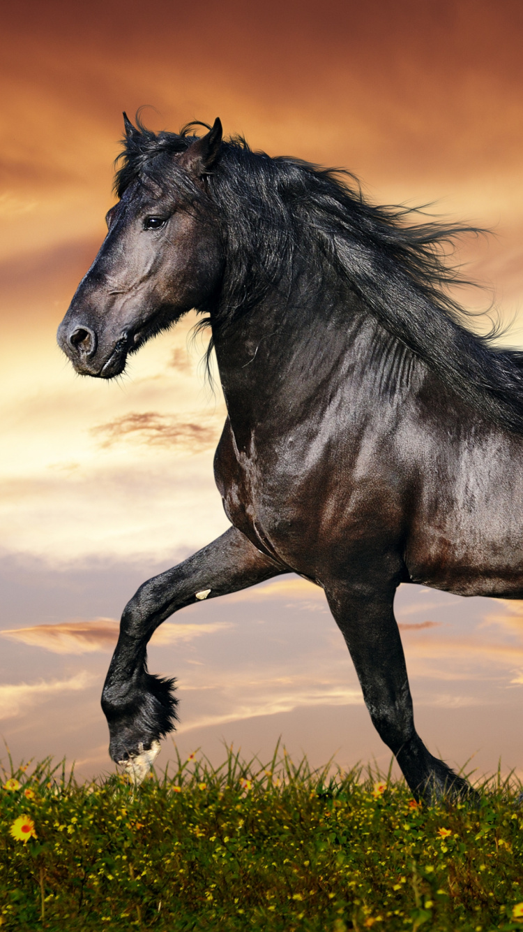 Black Horse on Green Grass During Daytime. Wallpaper in 750x1334 Resolution