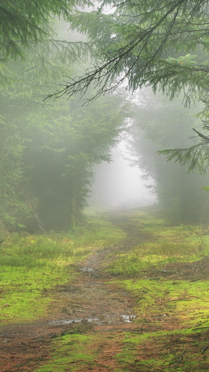 Green Trees on Brown Grass Field During Daytime. Wallpaper in 720x1280 Resolution