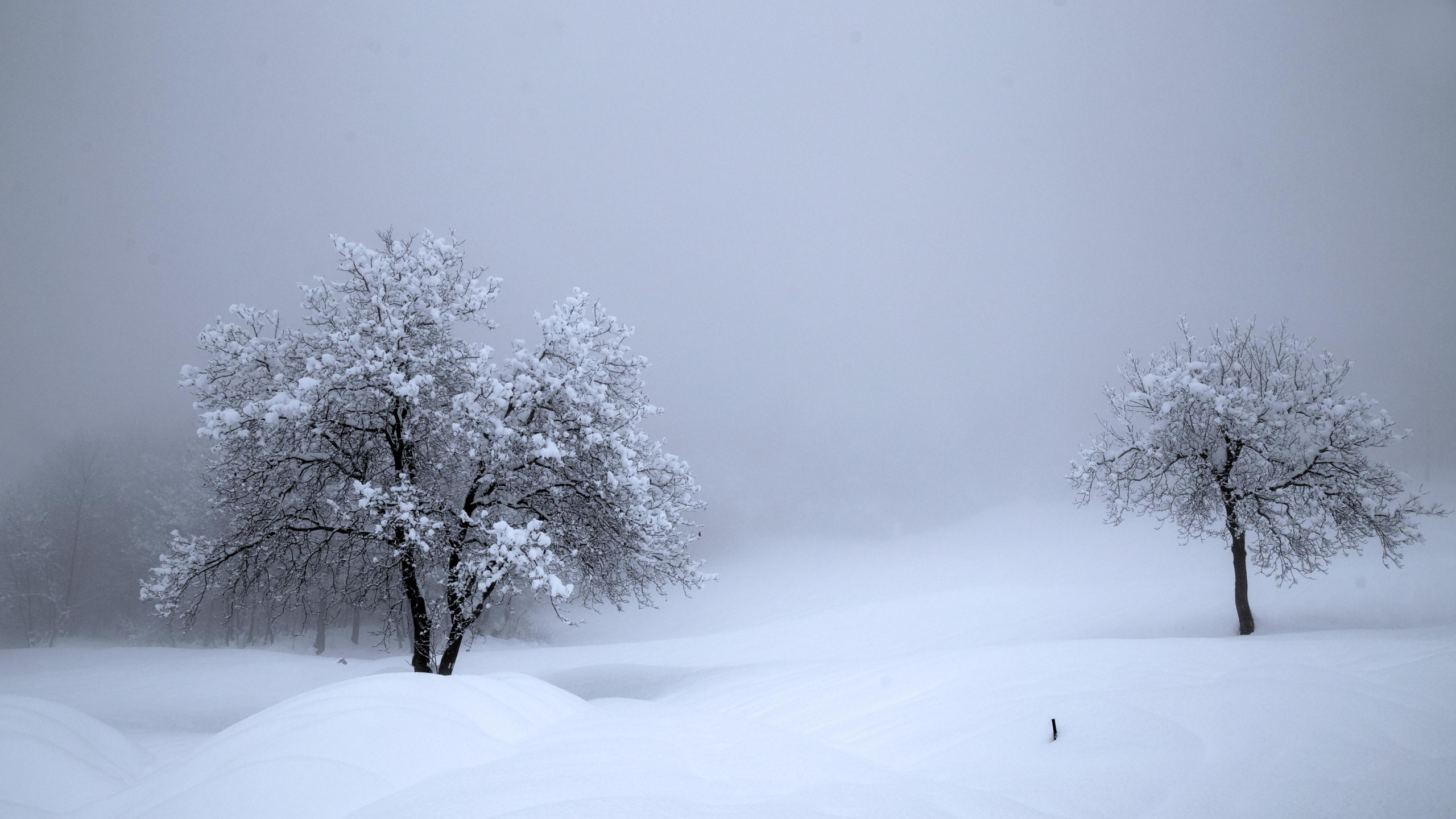 Snow, Winter, Atmosphere, Cloud, Tree. Wallpaper in 2560x1440 Resolution