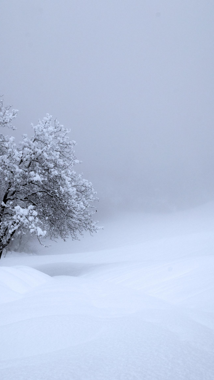 Snow, Winter, Atmosphere, Cloud, Tree. Wallpaper in 750x1334 Resolution