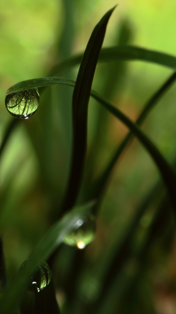 Rosée de L'eau Sur la Tige de la Plante Verte. Wallpaper in 720x1280 Resolution