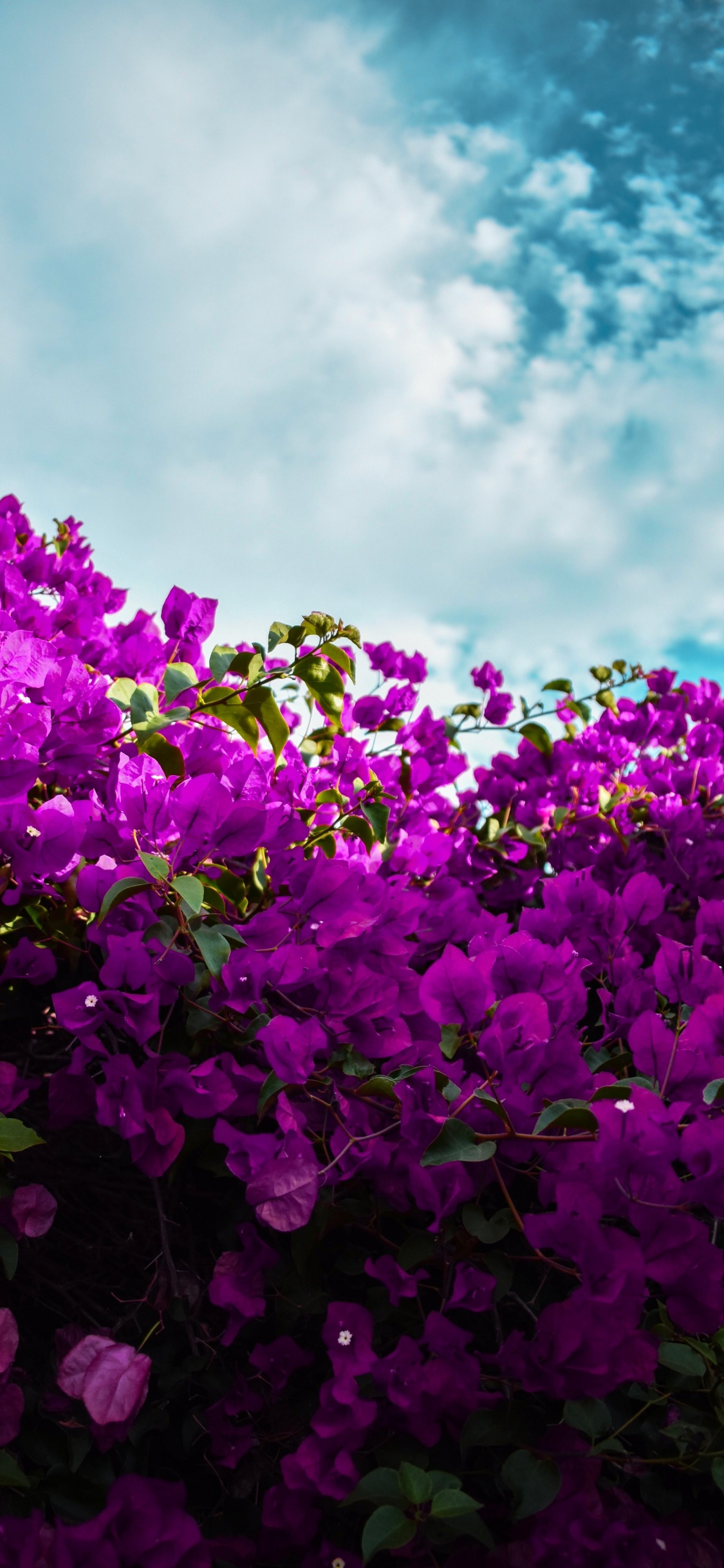 Flores de Color Púrpura Bajo un Cielo Azul Durante el Día. Wallpaper in 1125x2436 Resolution