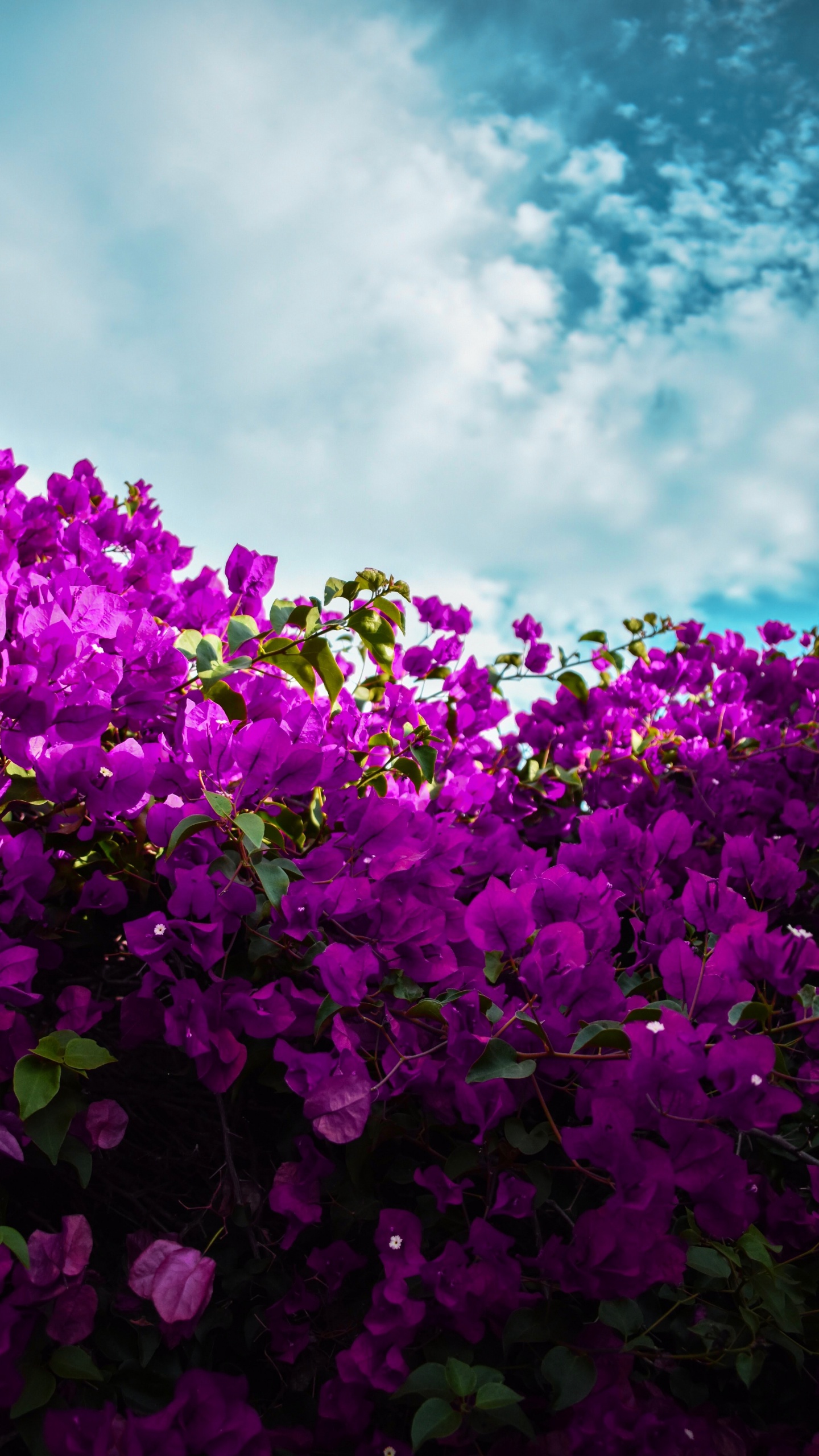 Flores de Color Púrpura Bajo un Cielo Azul Durante el Día. Wallpaper in 1440x2560 Resolution
