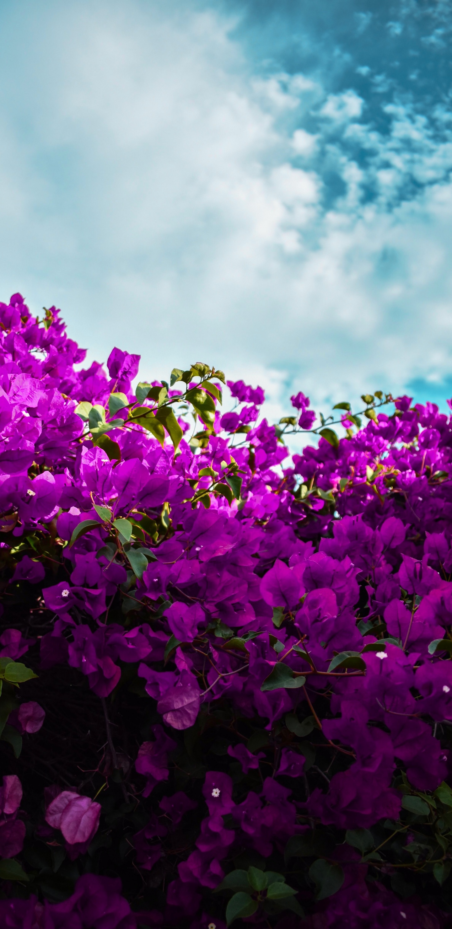 Flores de Color Púrpura Bajo un Cielo Azul Durante el Día. Wallpaper in 1440x2960 Resolution