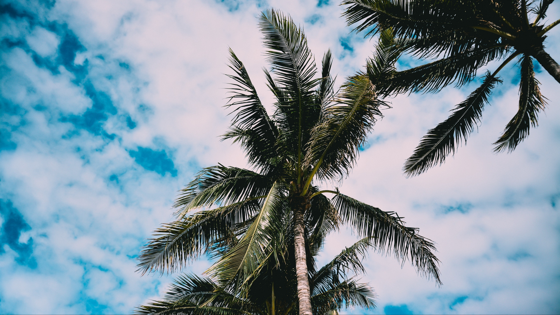 Green Palm Tree Under Blue Sky During Daytime. Wallpaper in 1920x1080 Resolution