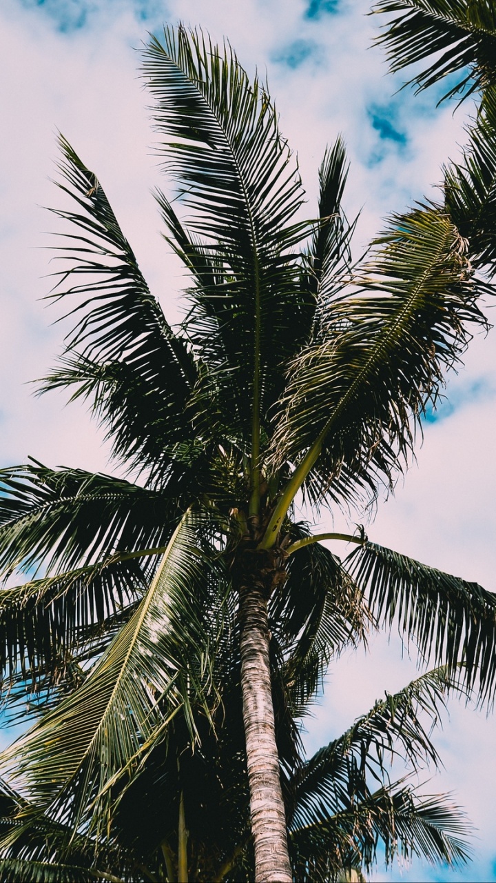 Green Palm Tree Under Blue Sky During Daytime. Wallpaper in 720x1280 Resolution