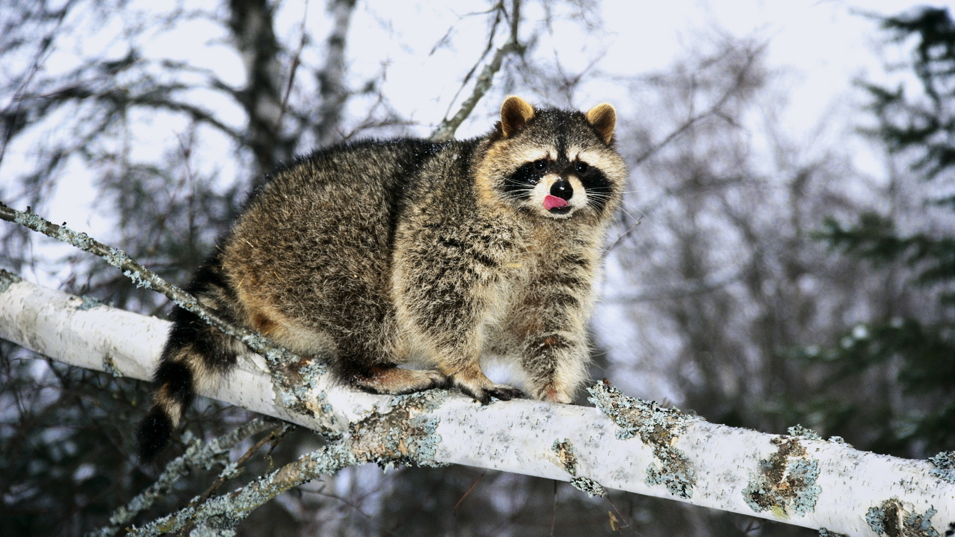 Branch, Snow, Raccoon. Wallpaper in 1920x1080 Resolution