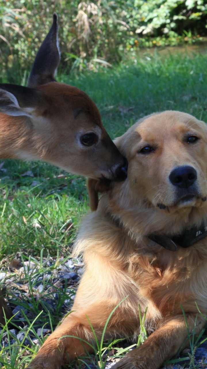 Perro de Tamaño Mediano de Pelo Corto Marrón Sobre la Hierba Verde Durante el Día. Wallpaper in 720x1280 Resolution