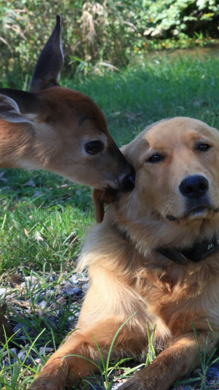 Perro de Tamaño Mediano de Pelo Corto Marrón Sobre la Hierba Verde Durante el Día. Wallpaper in 750x1334 Resolution