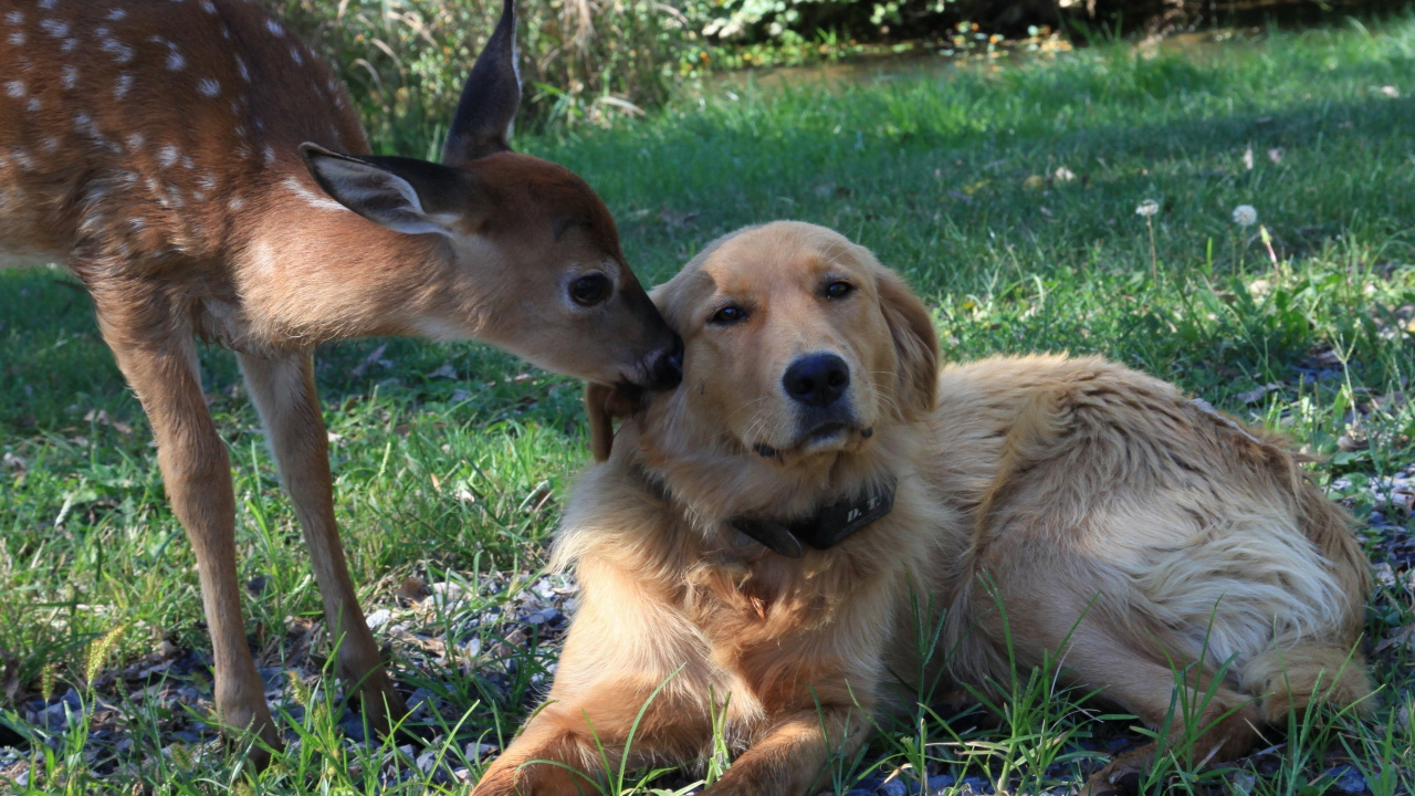 Brown Short Coated Medium Sized Dog on Green Grass During Daytime. Wallpaper in 1280x720 Resolution
