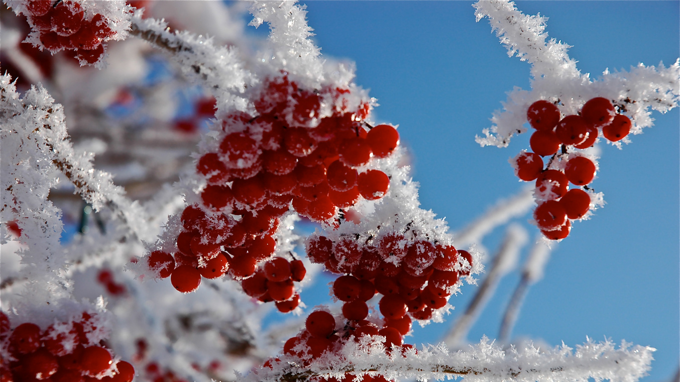 Red Round Fruits in Close up Photography. Wallpaper in 1366x768 Resolution