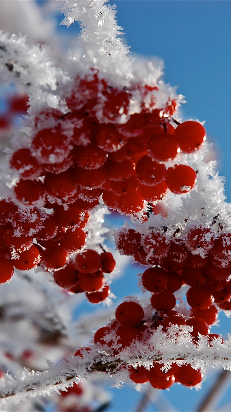 Red Round Fruits in Close up Photography. Wallpaper in 750x1334 Resolution