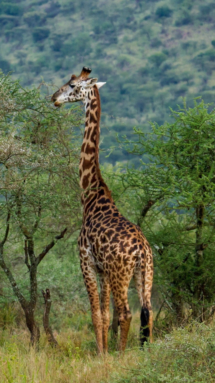 Giraffe, Die Tagsüber Grünes Gras Isst. Wallpaper in 720x1280 Resolution