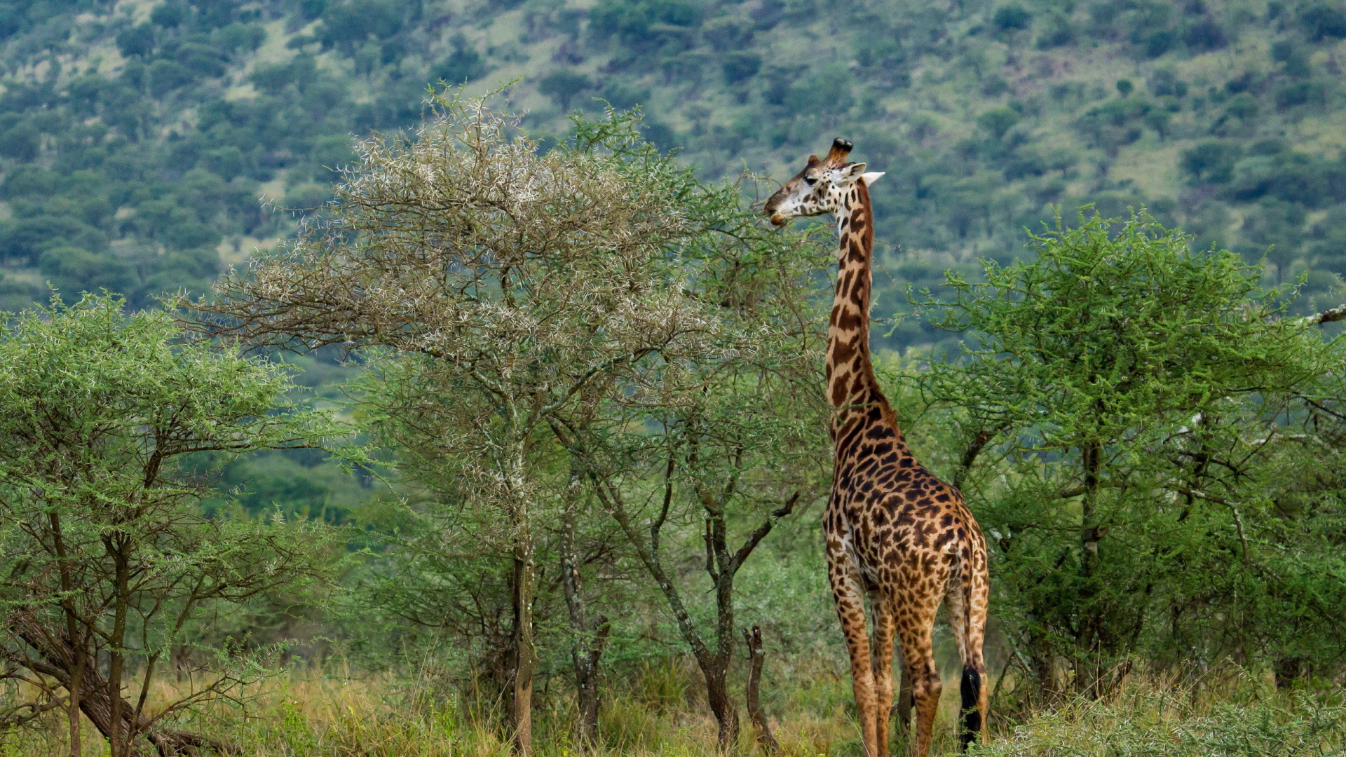 Giraffe Eating Green Grass During Daytime. Wallpaper in 1920x1080 Resolution