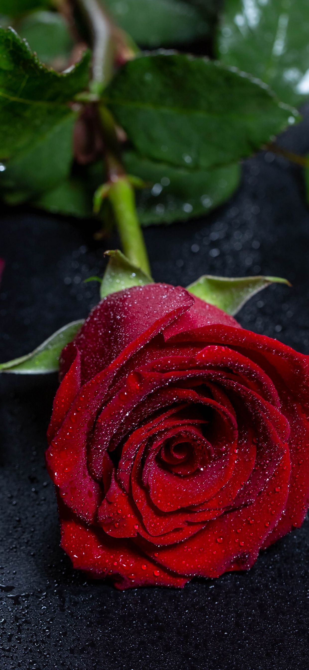 Rosa Roja Sobre Textil Negro. Wallpaper in 1242x2688 Resolution