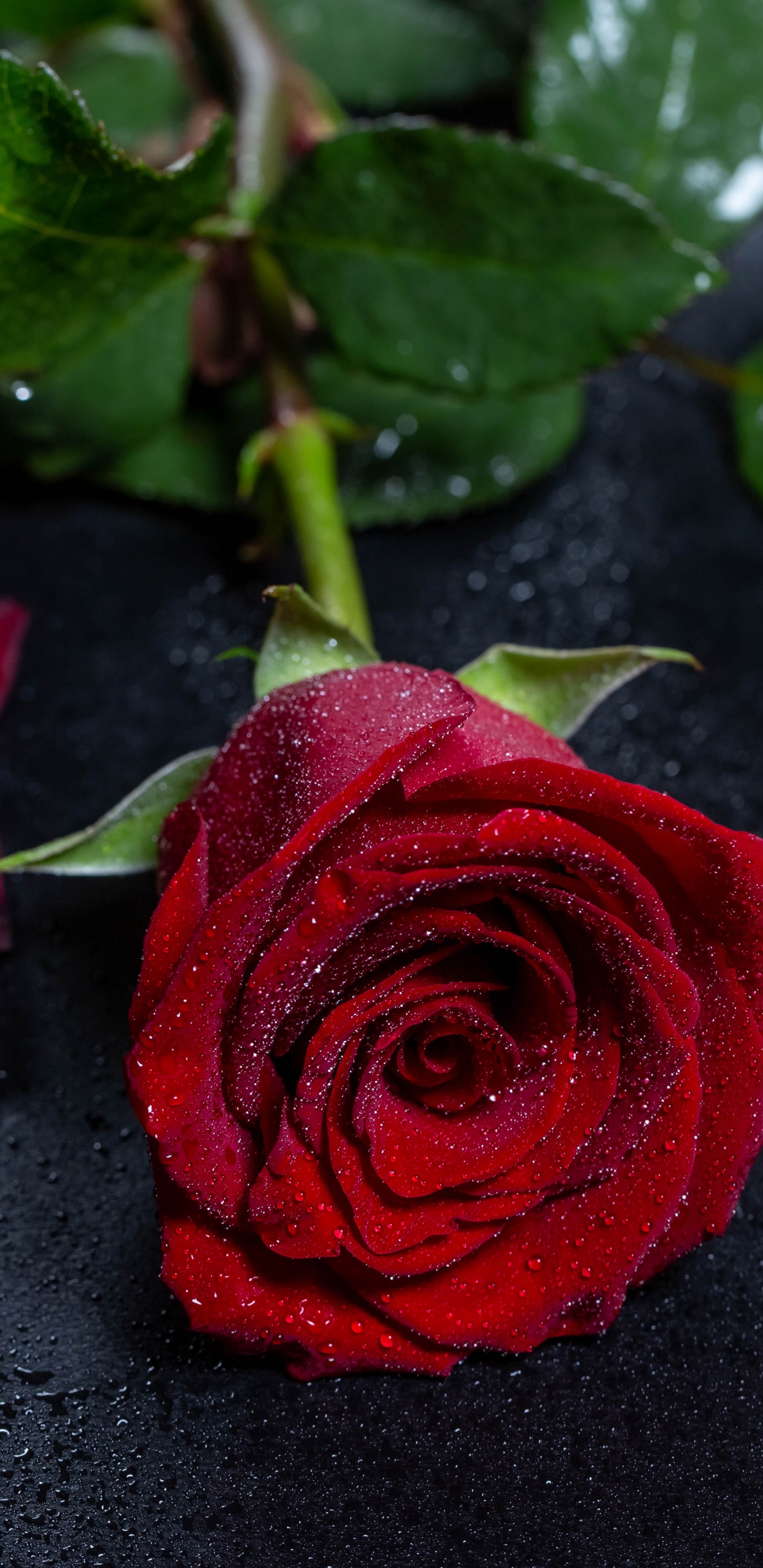 Rosa Roja Sobre Textil Negro. Wallpaper in 1440x2960 Resolution