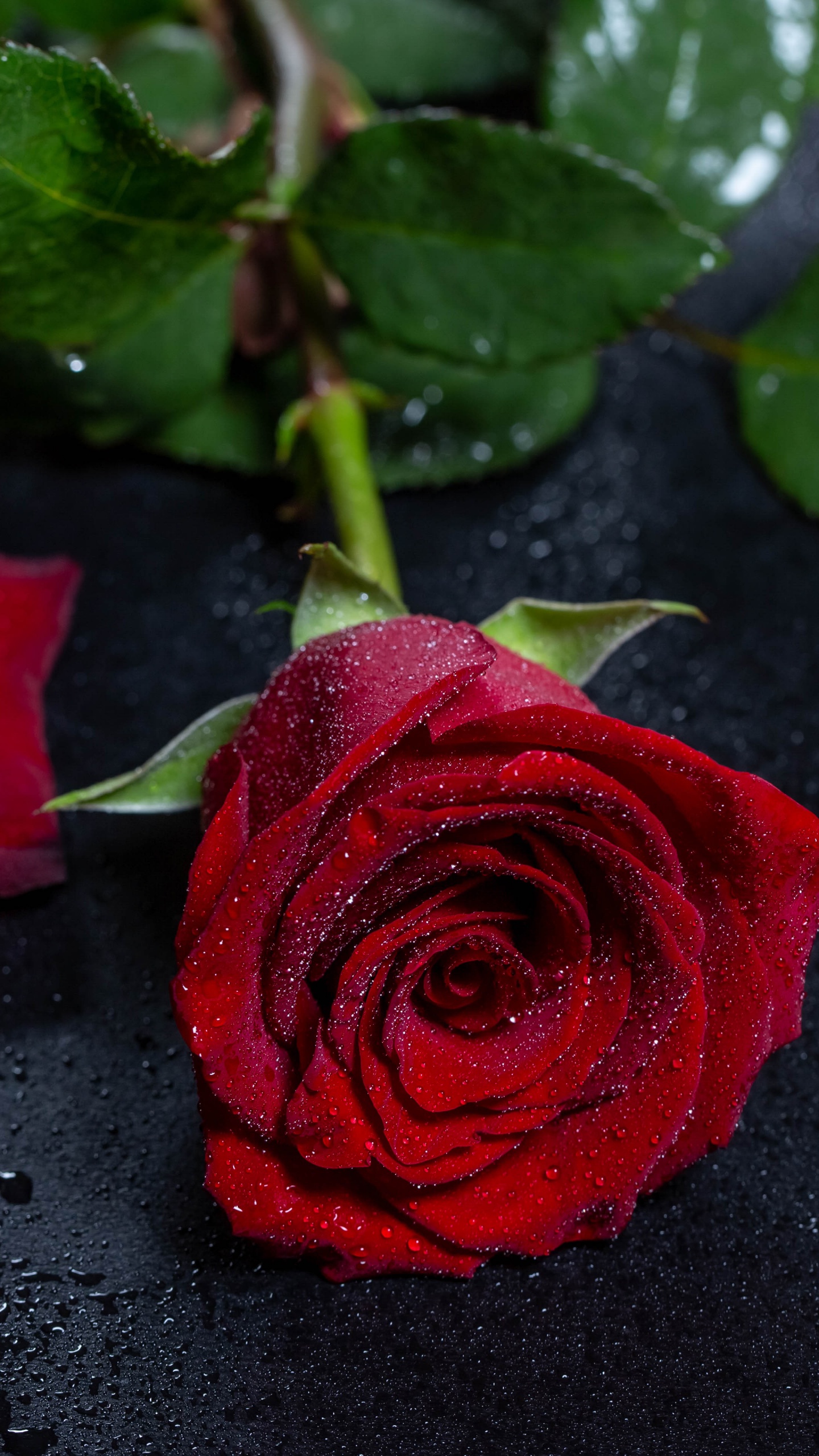 Rose Rouge Sur Textile Noir. Wallpaper in 1440x2560 Resolution