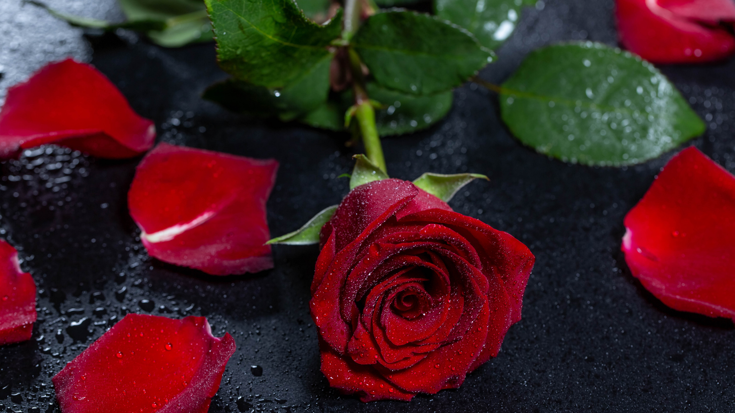 Red Rose on Black Textile. Wallpaper in 2560x1440 Resolution