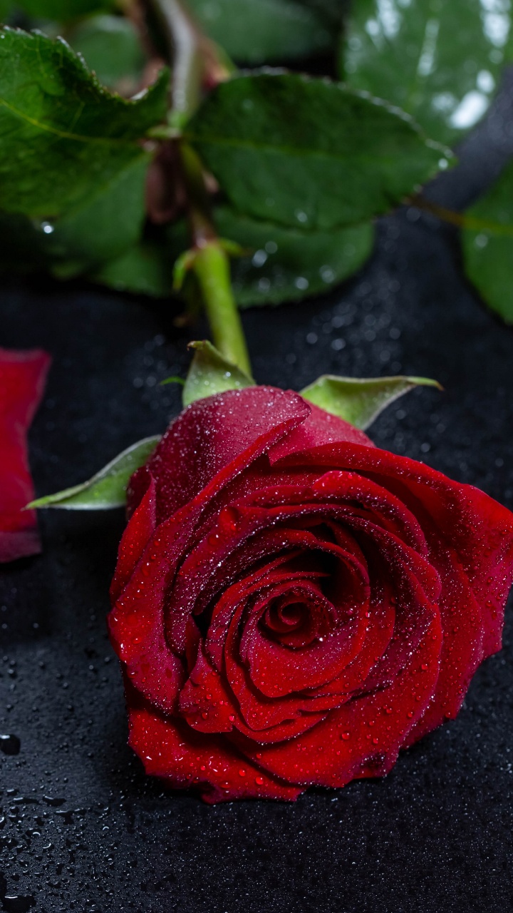 Red Rose on Black Textile. Wallpaper in 720x1280 Resolution