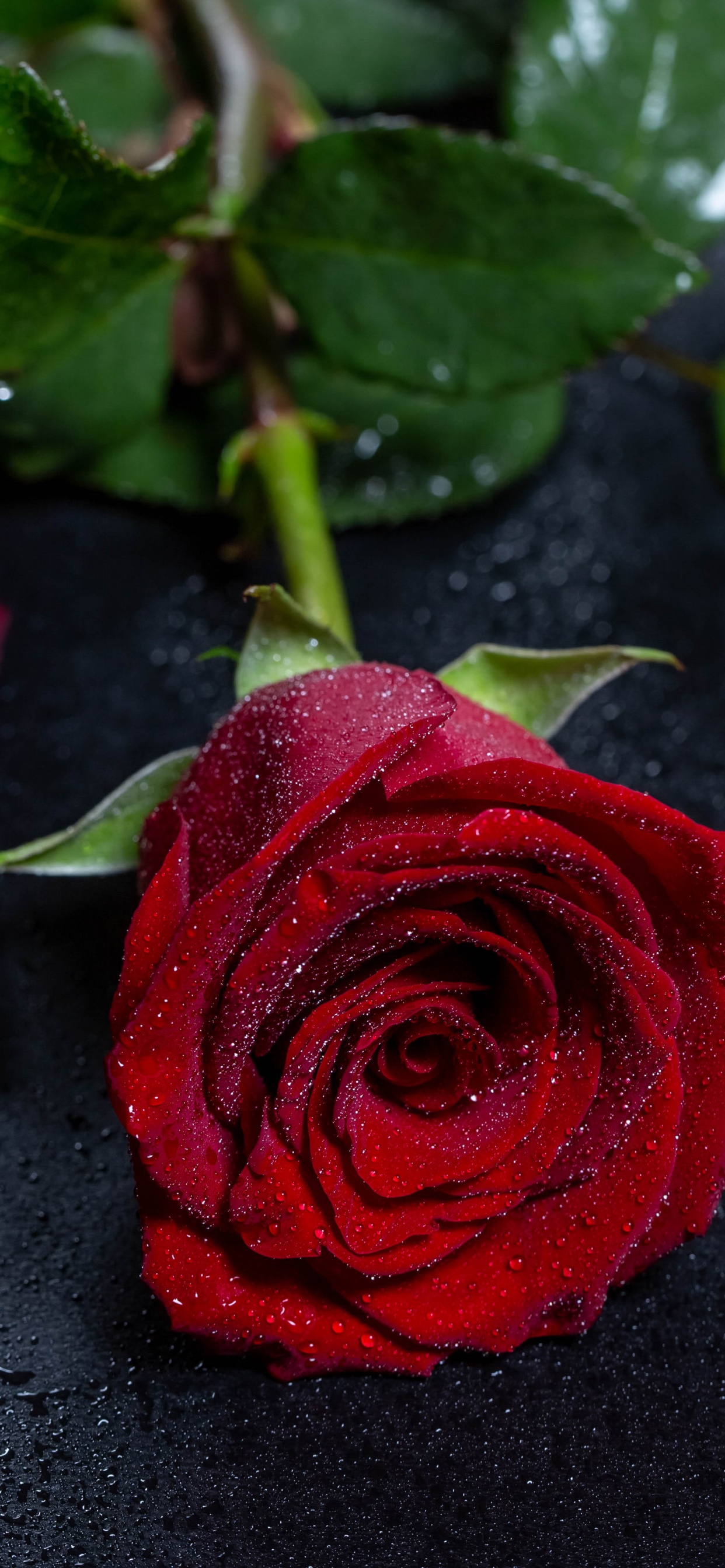 Rote Rose Auf Schwarzem Textil. Wallpaper in 1242x2688 Resolution