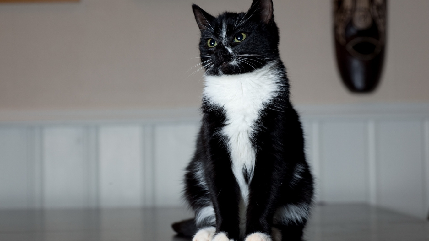 Gato de Esmoquin en la Mesa de Madera Marrón. Wallpaper in 1366x768 Resolution