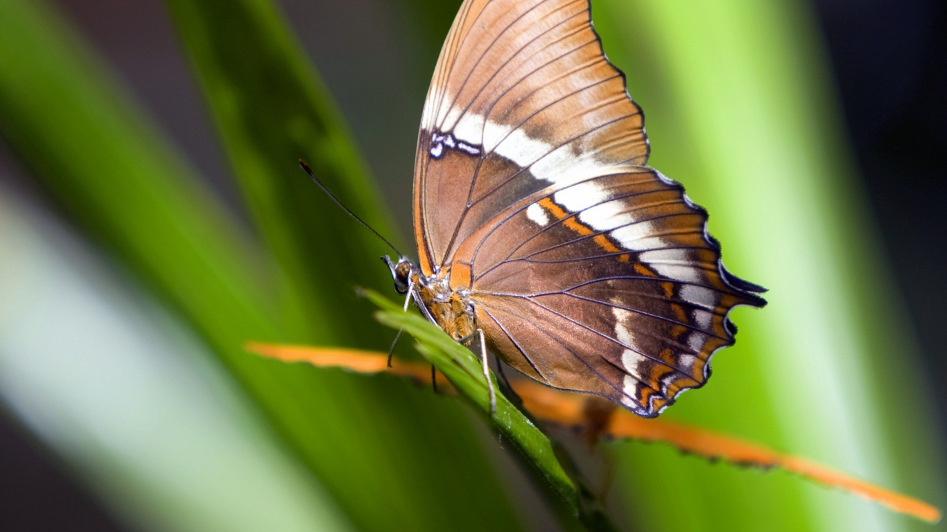 Papillon Brun et Blanc Perché Sur Une Feuille Verte en Photographie Rapprochée Pendant la Journée. Wallpaper in 1366x768 Resolution