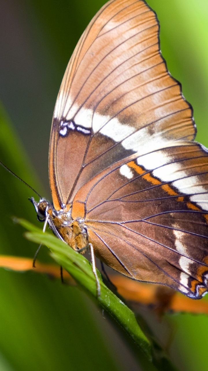 Papillon Brun et Blanc Perché Sur Une Feuille Verte en Photographie Rapprochée Pendant la Journée. Wallpaper in 720x1280 Resolution
