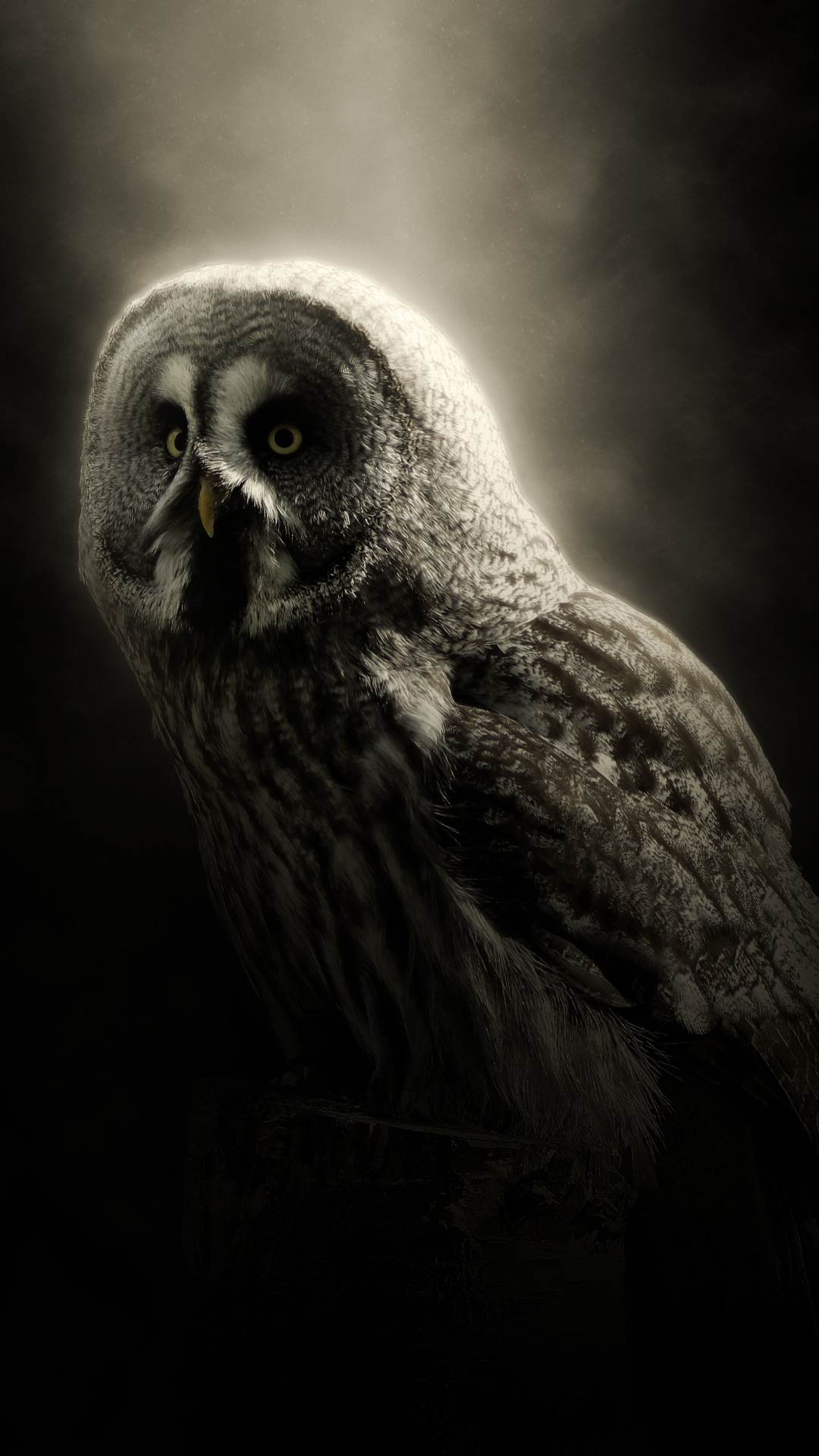 Brown Owl in Black Background. Wallpaper in 1080x1920 Resolution