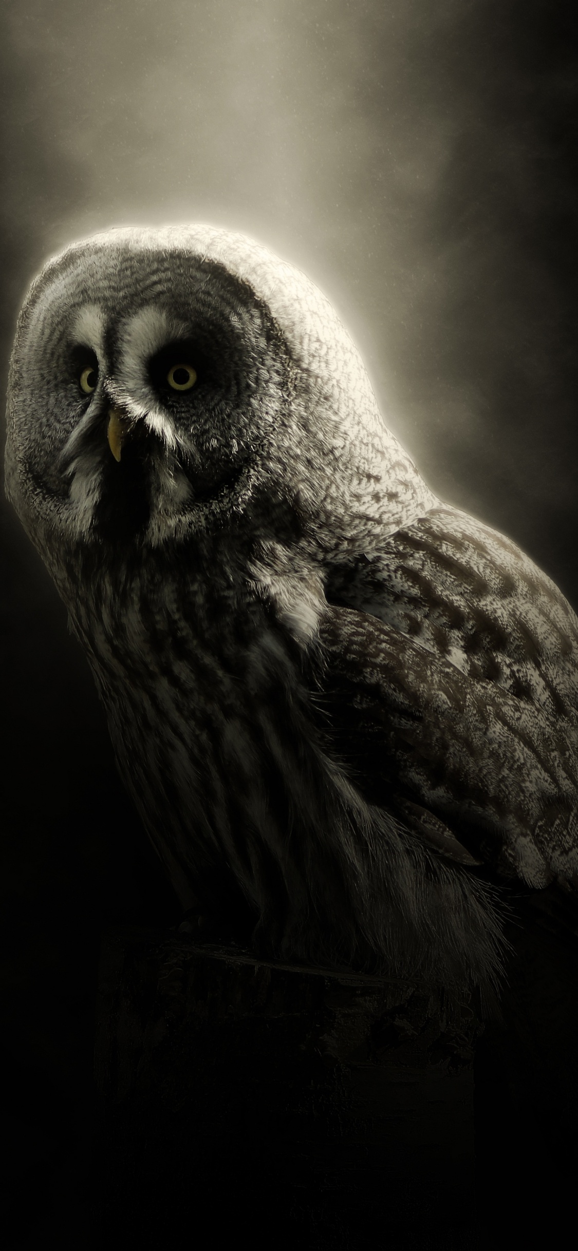 Brown Owl in Black Background. Wallpaper in 1125x2436 Resolution