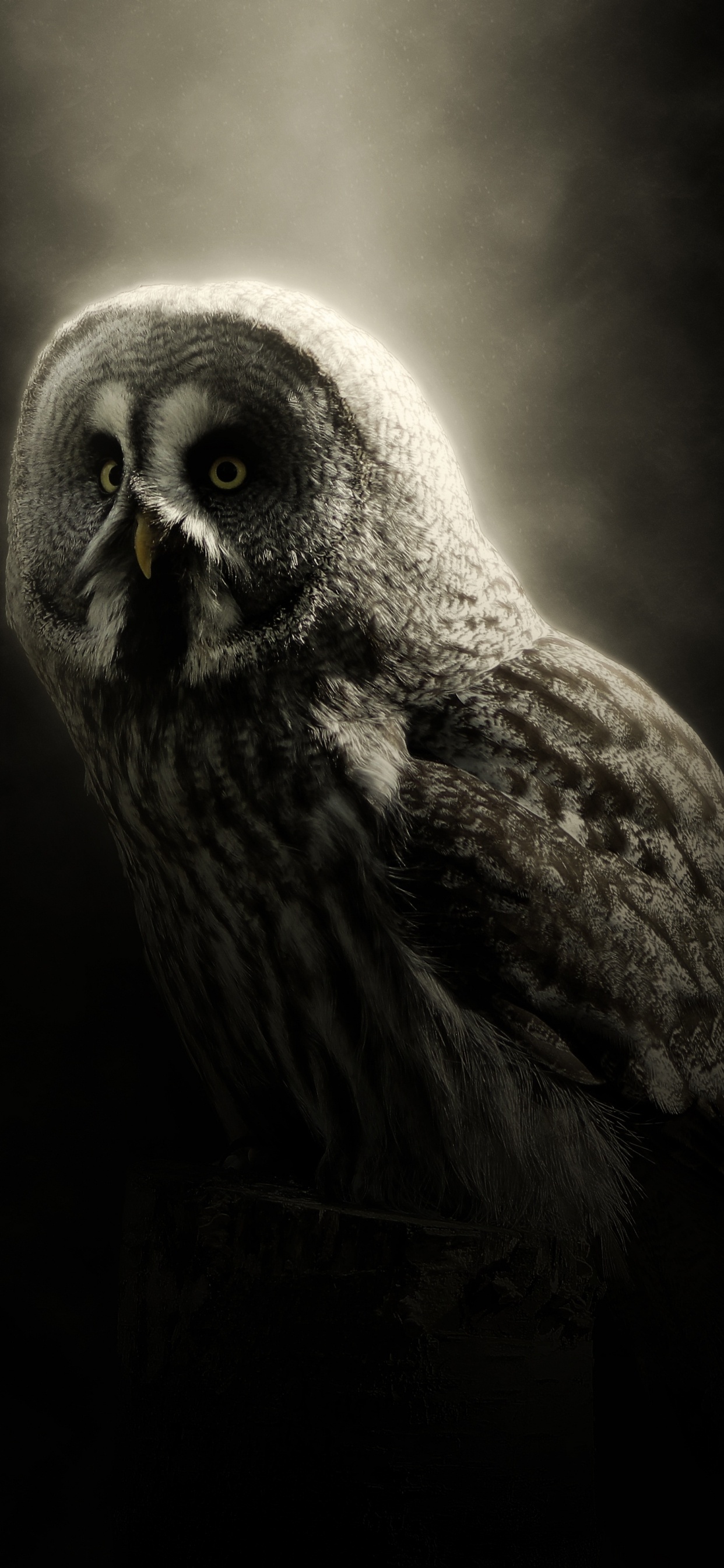 Brown Owl in Black Background. Wallpaper in 1242x2688 Resolution