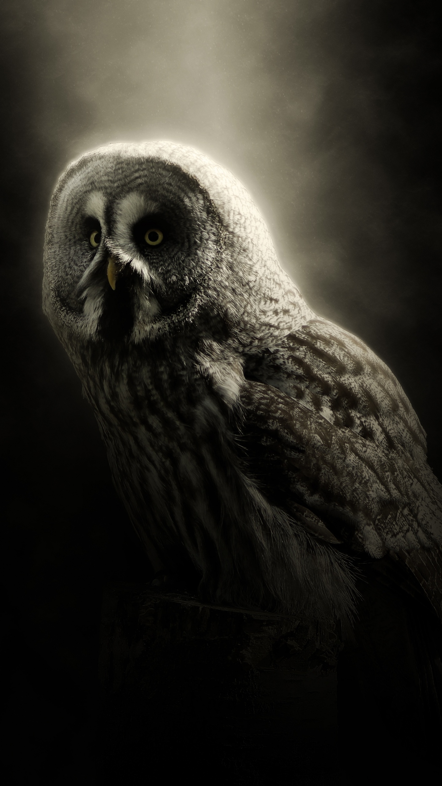 Brown Owl in Black Background. Wallpaper in 1440x2560 Resolution