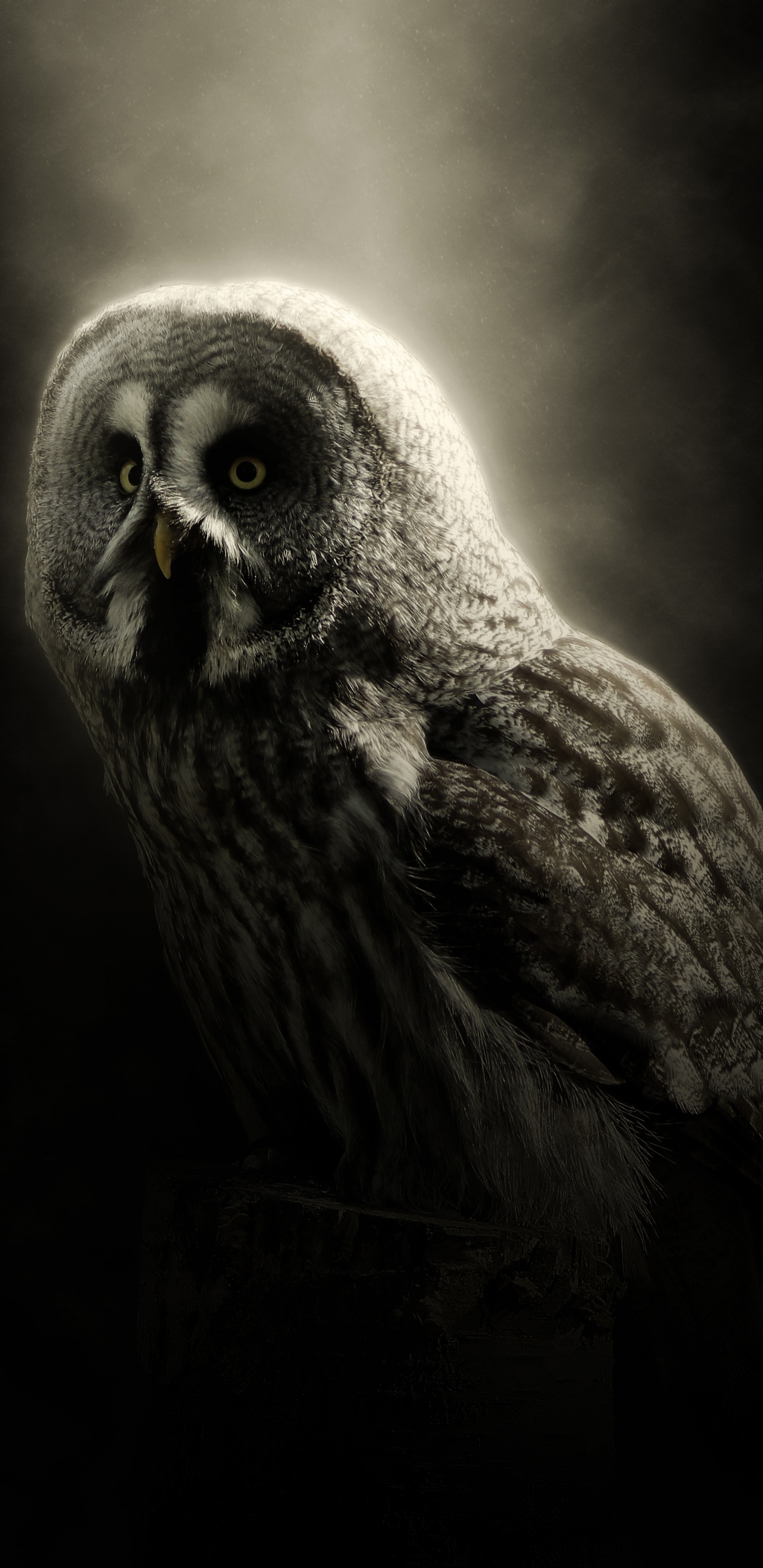 Brown Owl in Black Background. Wallpaper in 1440x2960 Resolution