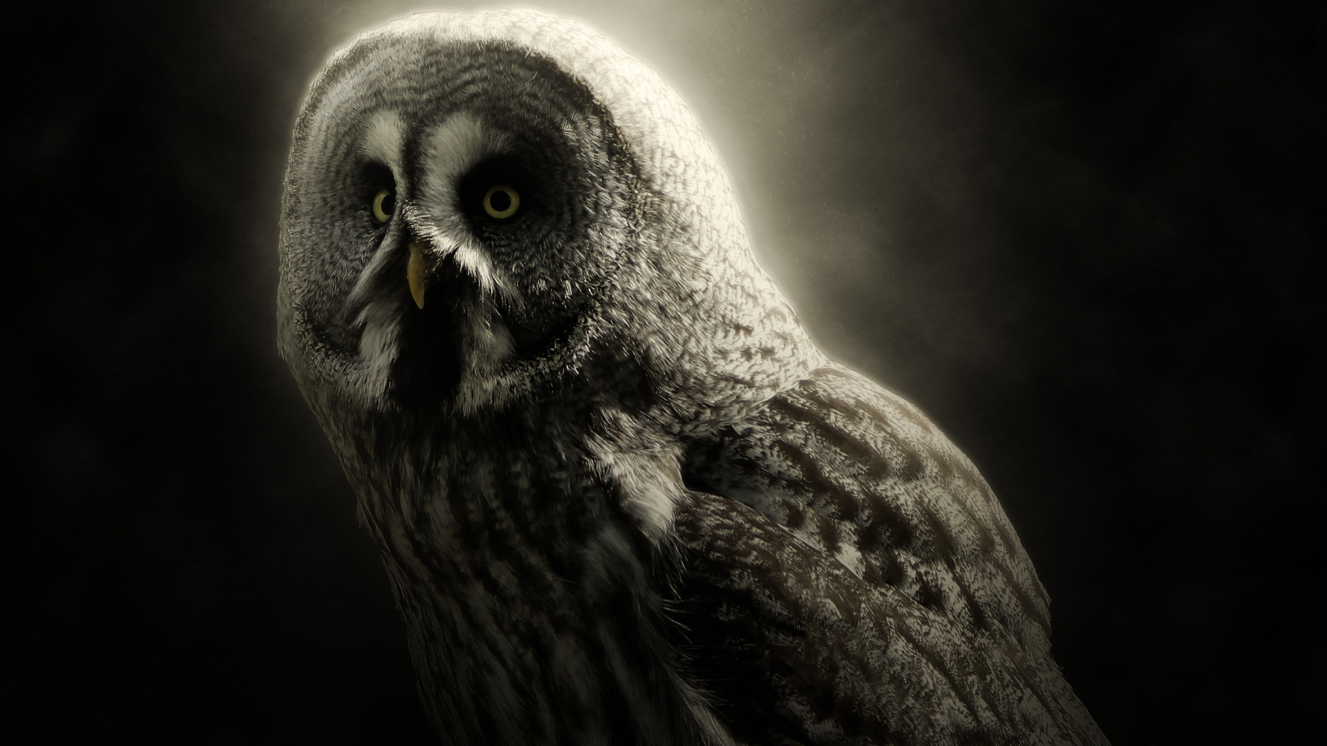 Brown Owl in Black Background. Wallpaper in 1920x1080 Resolution