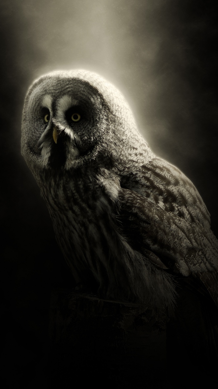 Brown Owl in Black Background. Wallpaper in 720x1280 Resolution