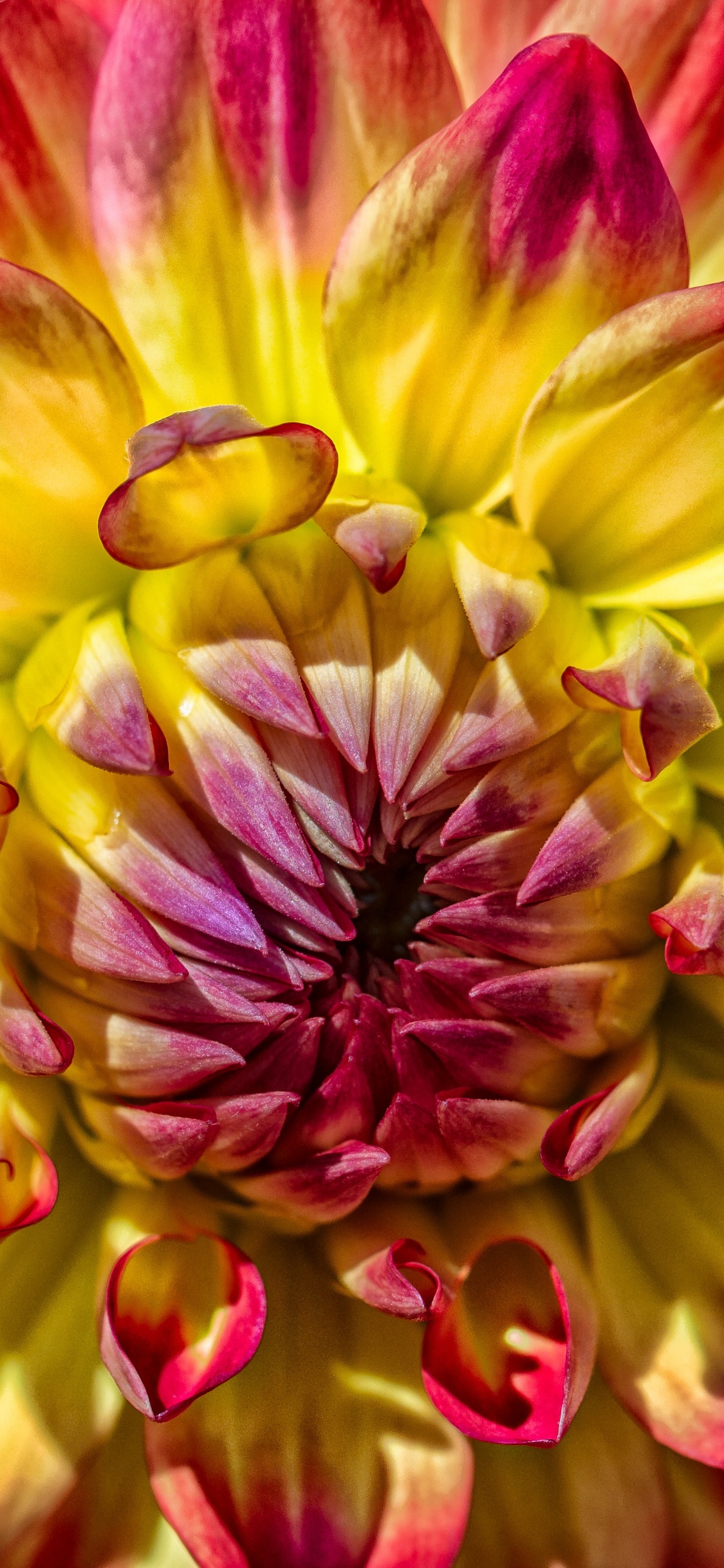 Rosa Und Gelbe Blume in Der Makrofotografie. Wallpaper in 1125x2436 Resolution