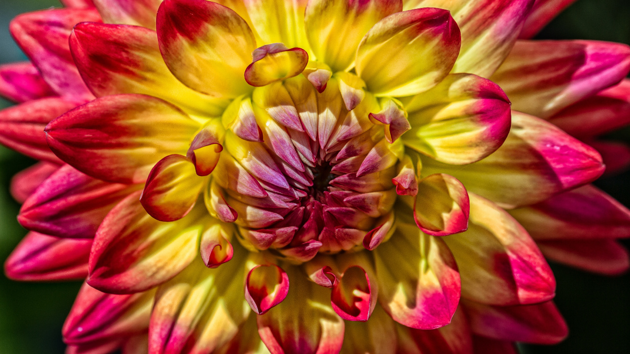 Rosa Und Gelbe Blume in Der Makrofotografie. Wallpaper in 1280x720 Resolution