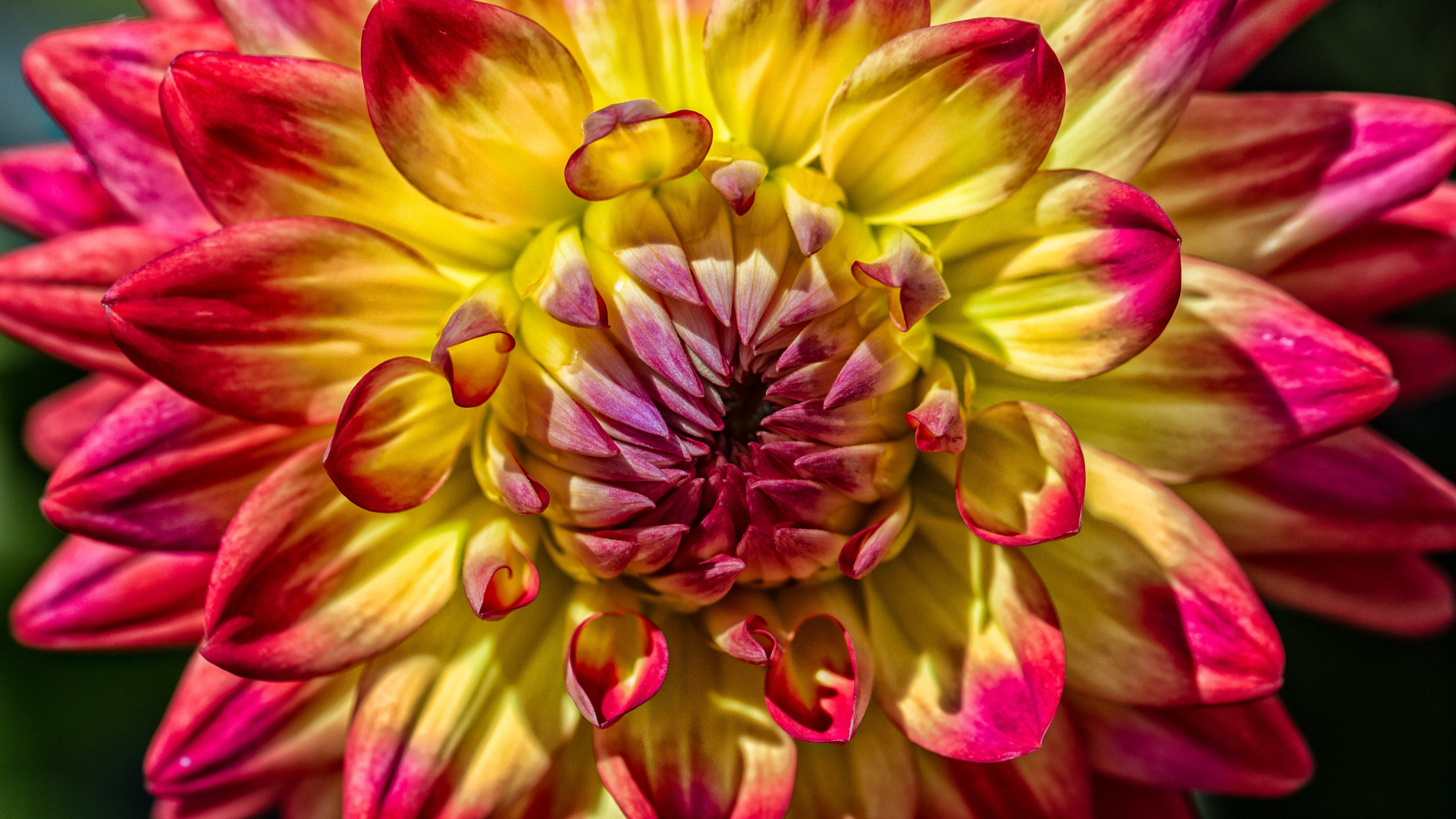 Rosa Und Gelbe Blume in Der Makrofotografie. Wallpaper in 2560x1440 Resolution