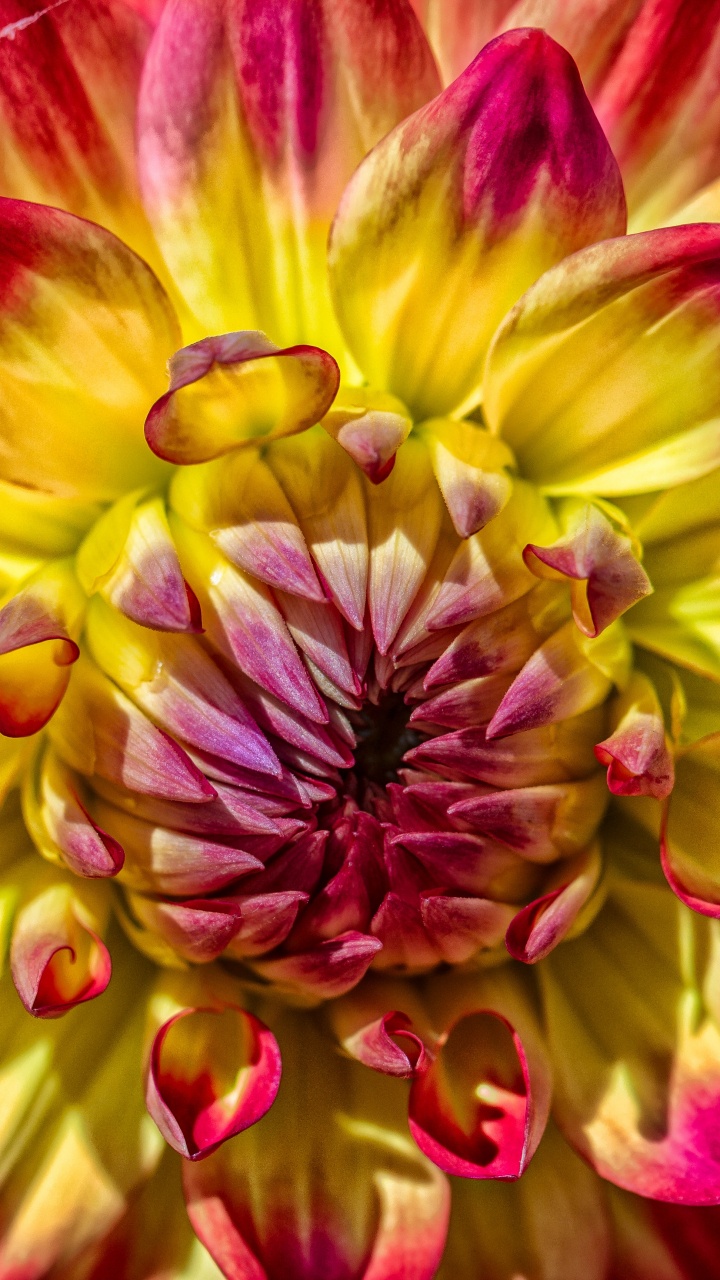 Rosa Und Gelbe Blume in Der Makrofotografie. Wallpaper in 720x1280 Resolution
