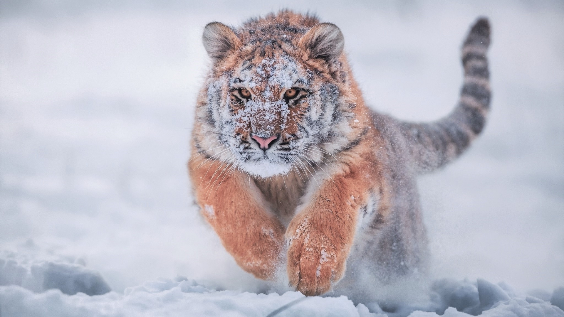 Brun et Noir Tiger Cub Sur Sol Couvert de Neige Pendant la Journée. Wallpaper in 1920x1080 Resolution