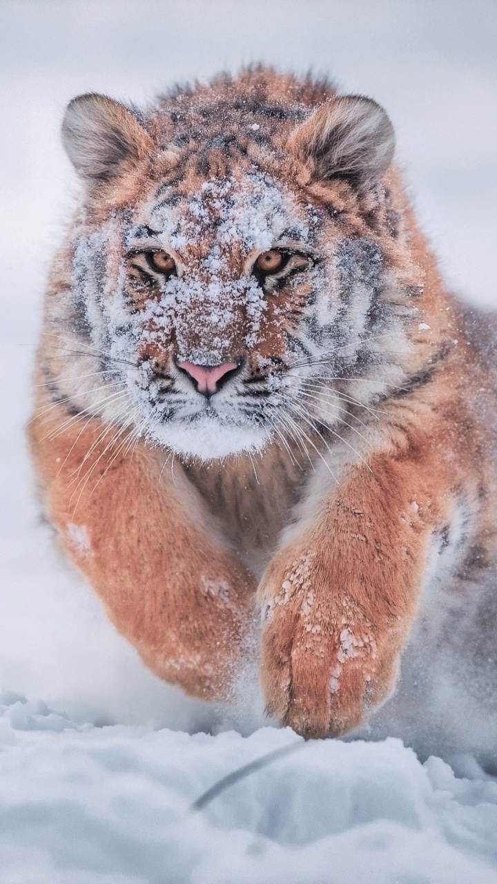 Cachorro de Tigre Marrón y Negro Sobre Suelo Cubierto de Nieve Durante el Día. Wallpaper in 720x1280 Resolution